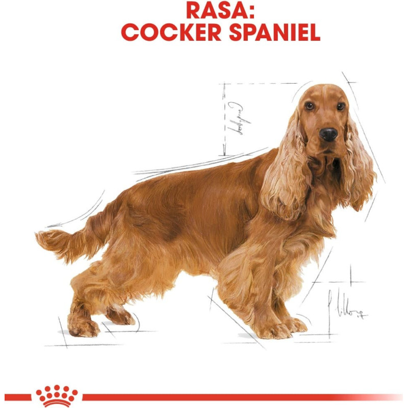 Royal Canin Adult Cocker - dry dog food - 12 kg
